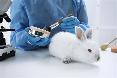 companies testing on animals